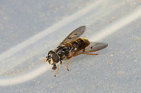 Common Copperback Fly (Ferdinandea buccata) At a disturbed forest edge.<br />
https://www.jungledragon.com/image/108427/common_copperback_fly_ferdinandea_buccata.html Fall,Ferdinandea buccata,Geotagged,United States