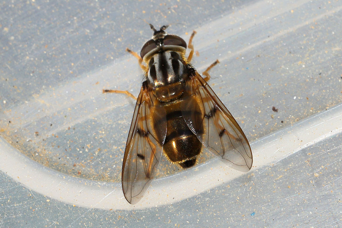 Common Copperback Fly (Ferdinandea buccata) At a disturbed forest edge.<br />
<figure class="photo"><a href="https://www.jungledragon.com/image/108426/common_copperback_fly_ferdinandea_buccata.html" title="Common Copperback Fly (Ferdinandea buccata)"><img src="https://s3.amazonaws.com/media.jungledragon.com/images/3231/108426_thumb.jpg?AWSAccessKeyId=05GMT0V3GWVNE7GGM1R2&Expires=1770854410&Signature=juYBoRZsL0ufKrTBQgaBluCWgq0%3D" width="200" height="134" alt="Common Copperback Fly (Ferdinandea buccata) At a disturbed forest edge.<br />
https://www.jungledragon.com/image/108427/common_copperback_fly_ferdinandea_buccata.html Fall,Ferdinandea buccata,Geotagged,United States" /></a></figure> Fall,Ferdinandea buccata,Geotagged,United States