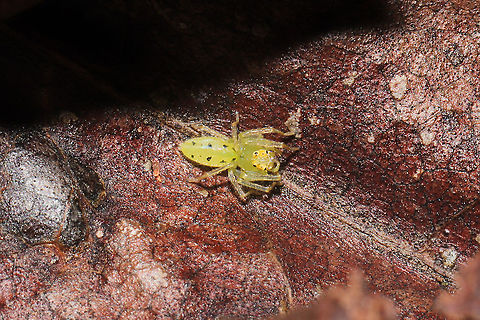 Magnolia Green Jumping Spider (Lyssomanes viridis) Overwintering in a curled leaf in a dense mixed forest.
 Fall,Geotagged,Lyssomanes viridis,United States