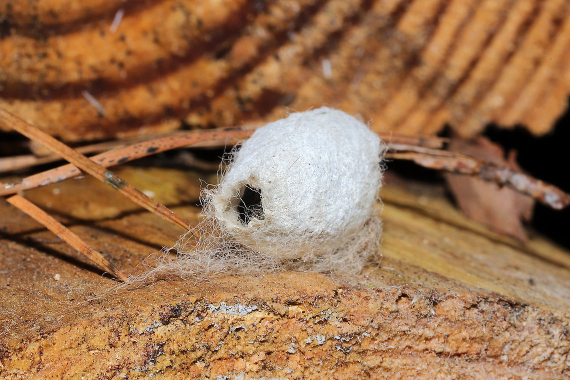 Eastern Tent Caterpillar Cocoon (Malacosoma americana) A white to cream colored silken cocoon structure attached by several threads/hairs. <br />
<br />
On a split/rotting log at a dense mixed forest edge. It looked like something was inside (pupating), but I didn't want to disturb it!<br />
<figure class="photo"><a href="https://www.jungledragon.com/image/108487/eastern_tent_caterpillar_cocoon_malacosoma_americana.html" title="Eastern Tent Caterpillar Cocoon (Malacosoma americana)"><img src="https://s3.amazonaws.com/media.jungledragon.com/images/3231/108487_thumb.jpg?AWSAccessKeyId=05GMT0V3GWVNE7GGM1R2&Expires=1770854410&Signature=fd7YAtRSfx9bBseoT8zm3ZinOKk%3D" width="200" height="134" alt="Eastern Tent Caterpillar Cocoon (Malacosoma americana) A white to cream colored silken cocoon structure attached by several threads/hairs. <br />
<br />
On a split/rotting log at a dense mixed forest edge.It appeared to have something inside (pupating), but I didn't want to disturb it! <br />
https://www.jungledragon.com/image/108486/eastern_tent_caterpillar_cocoon_malacosoma_americana.html<br />
https://www.jungledragon.com/image/108485/eastern_tent_caterpillar_cocoon_malacosoma_americana.html Eastern tent caterpillar,Geotagged,Malacosoma americanum,United States,Winter" /></a></figure><br />
<figure class="photo"><a href="https://www.jungledragon.com/image/108486/eastern_tent_caterpillar_cocoon_malacosoma_americana.html" title="Eastern Tent Caterpillar Cocoon (Malacosoma americana)"><img src="https://s3.amazonaws.com/media.jungledragon.com/images/3231/108486_thumb.jpg?AWSAccessKeyId=05GMT0V3GWVNE7GGM1R2&Expires=1770854410&Signature=rAo2Fk%2BokHozGukijAmpbbeOKi0%3D" width="200" height="134" alt="Eastern Tent Caterpillar Cocoon (Malacosoma americana) A white to cream colored silken cocoon structure attached by several threads/hairs. <br />
<br />
On a split/rotting log at a dense mixed forest edge. It looked like something was inside (pupating), but I didn't want to disturb it! <br />
https://www.jungledragon.com/image/108487/eastern_tent_caterpillar_cocoon_malacosoma_americana.html<br />
https://www.jungledragon.com/image/108485/eastern_tent_caterpillar_cocoon_malacosoma_americana.html Eastern tent caterpillar,Geotagged,Malacosoma americanum,United States,Winter" /></a></figure> Eastern tent caterpillar,Geotagged,Malacosoma americanum,United States,Winter
