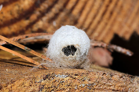 Eastern Tent Caterpillar Cocoon (Malacosoma americana) A white to cream colored silken cocoon structure attached by several threads/hairs. 

On a split/rotting log at a dense mixed forest edge. It looked like something was inside (pupating), but I didn't want to disturb it! 
https://www.jungledragon.com/image/108487/eastern_tent_caterpillar_cocoon_malacosoma_americana.html
https://www.jungledragon.com/image/108485/eastern_tent_caterpillar_cocoon_malacosoma_americana.html Eastern tent caterpillar,Geotagged,Malacosoma americanum,United States,Winter