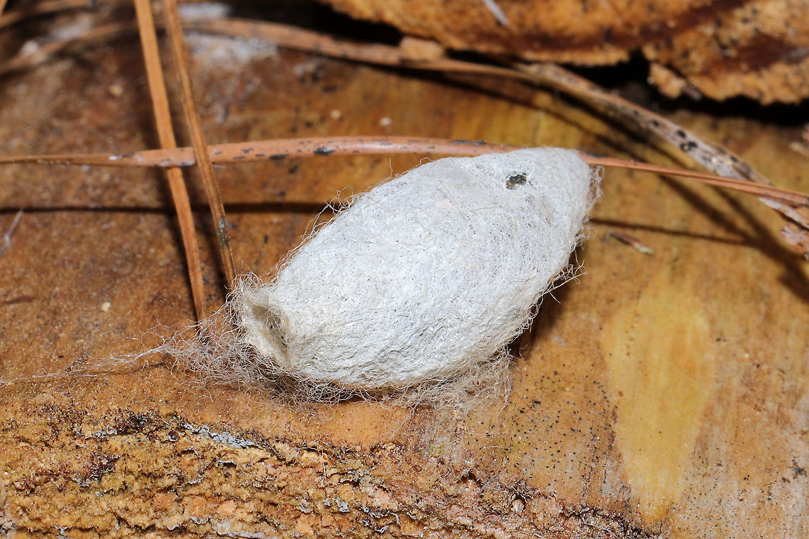 Eastern Tent Caterpillar Cocoon (Malacosoma americana) A white to cream colored silken cocoon structure attached by several threads/hairs. <br />
<br />
On a split/rotting log at a dense mixed forest edge.It appeared to have something inside (pupating), but I didn&#039;t want to disturb it! <br />
<figure class="photo"><a href="https://www.jungledragon.com/image/108486/eastern_tent_caterpillar_cocoon_malacosoma_americana.html" title="Eastern Tent Caterpillar Cocoon (Malacosoma americana)"><img src="https://s3.amazonaws.com/media.jungledragon.com/images/3231/108486_thumb.jpg?AWSAccessKeyId=05GMT0V3GWVNE7GGM1R2&Expires=1767225610&Signature=WCcOH%2FeGgwYM7kVez4Q47JsGUJ0%3D" width="200" height="134" alt="Eastern Tent Caterpillar Cocoon (Malacosoma americana) A white to cream colored silken cocoon structure attached by several threads/hairs. <br />
<br />
On a split/rotting log at a dense mixed forest edge. It looked like something was inside (pupating), but I didn&#039;t want to disturb it! <br />
https://www.jungledragon.com/image/108487/eastern_tent_caterpillar_cocoon_malacosoma_americana.html<br />
https://www.jungledragon.com/image/108485/eastern_tent_caterpillar_cocoon_malacosoma_americana.html Eastern tent caterpillar,Geotagged,Malacosoma americanum,United States,Winter" /></a></figure><br />
<figure class="photo"><a href="https://www.jungledragon.com/image/108485/eastern_tent_caterpillar_cocoon_malacosoma_americana.html" title="Eastern Tent Caterpillar Cocoon (Malacosoma americana)"><img src="https://s3.amazonaws.com/media.jungledragon.com/images/3231/108485_thumb.jpg?AWSAccessKeyId=05GMT0V3GWVNE7GGM1R2&Expires=1767225610&Signature=lZCqHaI%2BA1G19zkkbGaxVbPJOfU%3D" width="200" height="134" alt="Eastern Tent Caterpillar Cocoon (Malacosoma americana) A white to cream colored silken cocoon structure attached by several threads/hairs. <br />
<br />
On a split/rotting log at a dense mixed forest edge. It looked like something was inside (pupating), but I didn&#039;t want to disturb it!<br />
https://www.jungledragon.com/image/108487/eastern_tent_caterpillar_cocoon_malacosoma_americana.html<br />
https://www.jungledragon.com/image/108486/eastern_tent_caterpillar_cocoon_malacosoma_americana.html Eastern tent caterpillar,Geotagged,Malacosoma americanum,United States,Winter" /></a></figure> Eastern tent caterpillar,Geotagged,Malacosoma americanum,United States,Winter