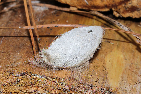 Eastern Tent Caterpillar Cocoon (Malacosoma americana) A white to cream colored silken cocoon structure attached by several threads/hairs. 
On a split/rotting log at a dense mixed forest edge.It appeared to have something inside (pupating), but I didn't want to disturb it! 
https://www.jungledragon.com/image/108486/eastern_tent_caterpillar_cocoon_malacosoma_americana.html
https://www.jungledragon.com/image/108485/eastern_tent_caterpillar_cocoon_malacosoma_americana.html Eastern tent caterpillar,Geotagged,Malacosoma americanum,United States,Winter