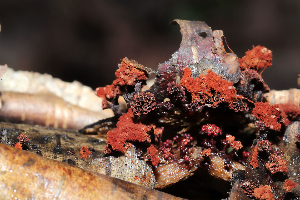 Wasp's Nest Slime Mold (Metatrichia vesparium) These stalked fruiting bodies were found growing in clusters. Several empty sporangia (goblet-shaped, spore containing structures) were present, but there were partially intact (and remnants of) apical caps in places as well. There were also several orange masses of capillitium, fluffy structures that aid in spore dispersal, ultimately springing open the sporangia through their coiled force.<br />
<br />
Growing on Water Birch (Betula occidentalis) at a forest edge.<br />
<figure class="photo"><a href="https://www.jungledragon.com/image/108494/wasps_nest_slime_mold_metatrichia_vesparium.html" title="Wasp's Nest Slime Mold (Metatrichia vesparium)"><img src="https://s3.amazonaws.com/media.jungledragon.com/images/3231/108494_thumb.jpg?AWSAccessKeyId=05GMT0V3GWVNE7GGM1R2&Expires=1769040010&Signature=9EKtwzoTxlQLaUUzy6OKDKUqQXA%3D" width="200" height="134" alt="Wasp's Nest Slime Mold (Metatrichia vesparium) These stalked fruiting bodies were found growing in clusters. Several empty sporangia (goblet-shaped, spore containing structures) were present, but there were partially intact (and remnants of) apical caps in places as well. There were also several orange masses of capillitium, fluffy structures that aid in spore dispersal, ultimately springing open the sporangia through their coiled force.<br />
<br />
Growing on Water Birch (Betula occidentalis) at a forest edge. <br />
https://www.jungledragon.com/image/108493/wasps_nest_slime_mold_metatrichia_vesparium.html<br />
https://www.jungledragon.com/image/108492/wasps_nest_slime_mold_metatrichia_vesparium.html Geotagged,Metatrichia vesparium,Multigoblet slime mold,United States,Winter" /></a></figure><br />
<figure class="photo"><a href="https://www.jungledragon.com/image/108493/wasps_nest_slime_mold_metatrichia_vesparium.html" title="Wasp's Nest Slime Mold (Metatrichia vesparium)"><img src="https://s3.amazonaws.com/media.jungledragon.com/images/3231/108493_thumb.jpg?AWSAccessKeyId=05GMT0V3GWVNE7GGM1R2&Expires=1769040010&Signature=8NM7jMs9t7roLQcyd6YS23Fjar4%3D" width="200" height="134" alt="Wasp's Nest Slime Mold (Metatrichia vesparium) These stalked fruiting bodies were found growing in clusters. Several empty sporangia (goblet-shaped, spore containing structures) were present, but there were partially intact (and remnants of) apical caps in places as well. There were also several orange masses of capillitium, fluffy structures that aid in spore dispersal, ultimately springing open the sporangia through their coiled force.<br />
<br />
Growing on Water Birch (Betula occidentalis) at a forest edge.<br />
https://www.jungledragon.com/image/108494/wasps_nest_slime_mold_metatrichia_vesparium.html<br />
https://www.jungledragon.com/image/108492/wasps_nest_slime_mold_metatrichia_vesparium.html Geotagged,Metatrichia vesparium,Multigoblet slime mold,United States,Winter" /></a></figure> Geotagged,Metatrichia vesparium,Multigoblet slime mold,United States,Winter
