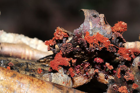 Wasp's Nest Slime Mold (Metatrichia vesparium) These stalked fruiting bodies were found growing in clusters. Several empty sporangia (goblet-shaped, spore containing structures) were present, but there were partially intact (and remnants of) apical caps in places as well. There were also several orange masses of capillitium, fluffy structures that aid in spore dispersal, ultimately springing open the sporangia through their coiled force.

Growing on Water Birch (Betula occidentalis) at a forest edge.
https://www.jungledragon.com/image/108494/wasps_nest_slime_mold_metatrichia_vesparium.html
https://www.jungledragon.com/image/108493/wasps_nest_slime_mold_metatrichia_vesparium.html Geotagged,Metatrichia vesparium,Multigoblet slime mold,United States,Winter