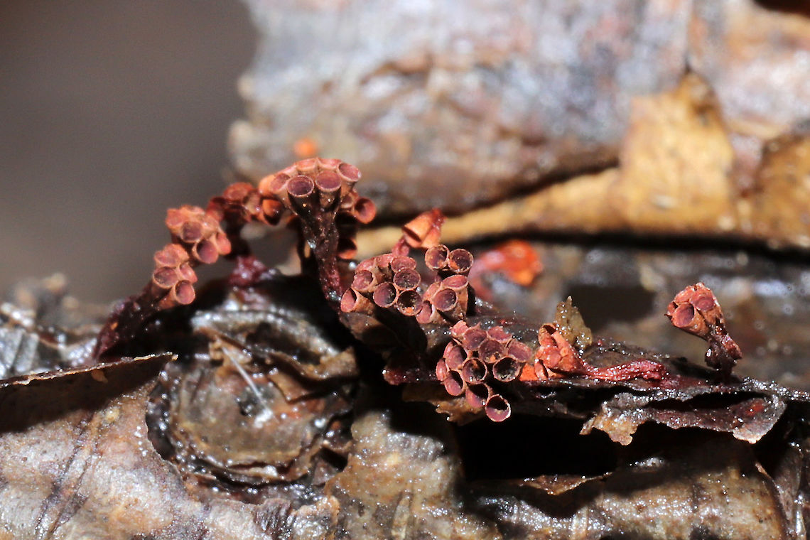 Wasp's Nest Slime Mold (Metatrichia vesparium) These stalked fruiting bodies were found growing in clusters. Several empty sporangia (goblet-shaped, spore containing structures) were present, but there were partially intact (and remnants of) apical caps in places as well. There were also several orange masses of capillitium, fluffy structures that aid in spore dispersal, ultimately springing open the sporangia through their coiled force.<br />
<br />
Growing on Water Birch (Betula occidentalis) at a forest edge.<br />
<figure class="photo"><a href="https://www.jungledragon.com/image/108494/wasps_nest_slime_mold_metatrichia_vesparium.html" title="Wasp's Nest Slime Mold (Metatrichia vesparium)"><img src="https://s3.amazonaws.com/media.jungledragon.com/images/3231/108494_thumb.jpg?AWSAccessKeyId=05GMT0V3GWVNE7GGM1R2&Expires=1763596810&Signature=oYrSmE37TOnrm0yMZZ%2Fv%2BoR8vbo%3D" width="200" height="134" alt="Wasp's Nest Slime Mold (Metatrichia vesparium) These stalked fruiting bodies were found growing in clusters. Several empty sporangia (goblet-shaped, spore containing structures) were present, but there were partially intact (and remnants of) apical caps in places as well. There were also several orange masses of capillitium, fluffy structures that aid in spore dispersal, ultimately springing open the sporangia through their coiled force.<br />
<br />
Growing on Water Birch (Betula occidentalis) at a forest edge. <br />
https://www.jungledragon.com/image/108493/wasps_nest_slime_mold_metatrichia_vesparium.html<br />
https://www.jungledragon.com/image/108492/wasps_nest_slime_mold_metatrichia_vesparium.html Geotagged,Metatrichia vesparium,Multigoblet slime mold,United States,Winter" /></a></figure><br />
<figure class="photo"><a href="https://www.jungledragon.com/image/108492/wasps_nest_slime_mold_metatrichia_vesparium.html" title="Wasp's Nest Slime Mold (Metatrichia vesparium)"><img src="https://s3.amazonaws.com/media.jungledragon.com/images/3231/108492_thumb.jpg?AWSAccessKeyId=05GMT0V3GWVNE7GGM1R2&Expires=1763596810&Signature=1GfU6upw92lZBsG8eCar9VHZPjc%3D" width="200" height="134" alt="Wasp's Nest Slime Mold (Metatrichia vesparium) These stalked fruiting bodies were found growing in clusters. Several empty sporangia (goblet-shaped, spore containing structures) were present, but there were partially intact (and remnants of) apical caps in places as well. There were also several orange masses of capillitium, fluffy structures that aid in spore dispersal, ultimately springing open the sporangia through their coiled force.<br />
<br />
Growing on Water Birch (Betula occidentalis) at a forest edge.<br />
https://www.jungledragon.com/image/108494/wasps_nest_slime_mold_metatrichia_vesparium.html<br />
https://www.jungledragon.com/image/108493/wasps_nest_slime_mold_metatrichia_vesparium.html Geotagged,Metatrichia vesparium,Multigoblet slime mold,United States,Winter" /></a></figure> Geotagged,Metatrichia vesparium,Multigoblet slime mold,United States,Winter