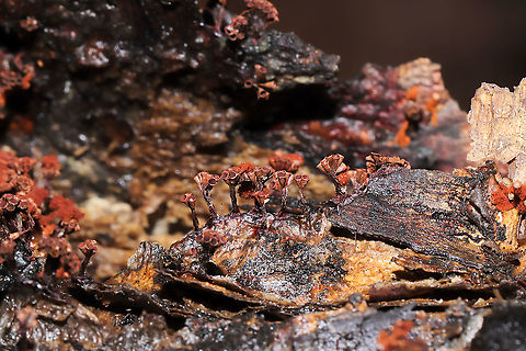 Wasp's Nest Slime Mold (Metatrichia vesparium) These stalked fruiting bodies were found growing in clusters. Several empty sporangia (goblet-shaped, spore containing structures) were present, but there were partially intact (and remnants of) apical caps in places as well. There were also several orange masses of capillitium, fluffy structures that aid in spore dispersal, ultimately springing open the sporangia through their coiled force.

Growing on Water Birch (Betula occidentalis) at a forest edge. 
https://www.jungledragon.com/image/108493/wasps_nest_slime_mold_metatrichia_vesparium.html
https://www.jungledragon.com/image/108492/wasps_nest_slime_mold_metatrichia_vesparium.html Geotagged,Metatrichia vesparium,Multigoblet slime mold,United States,Winter