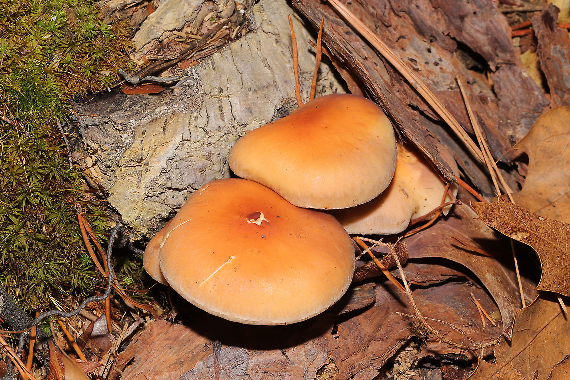 Brick Cap (Hypholoma lateritium) Growing in moss near oak roots.<br />
<figure class="photo"><a href="https://www.jungledragon.com/image/108539/brick_cap_hypholoma_lateritium.html" title="Brick Cap (Hypholoma lateritium)"><img src="https://s3.amazonaws.com/media.jungledragon.com/images/3231/108539_thumb.jpg?AWSAccessKeyId=05GMT0V3GWVNE7GGM1R2&Expires=1767225610&Signature=aw72CRq%2FmXnxrJ7LAe2hh4sJ4so%3D" width="200" height="134" alt="Brick Cap (Hypholoma lateritium) Growing in moss near oak roots.<br />
https://www.jungledragon.com/image/108538/brick_cap_hypholoma_lateritium.html Brick cap,Geotagged,Hypholoma lateritium,United States,Winter" /></a></figure> Brick cap,Geotagged,Hypholoma lateritium,United States,Winter
