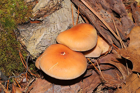 Brick Cap (Hypholoma lateritium) Growing in moss near oak roots.
https://www.jungledragon.com/image/108539/brick_cap_hypholoma_lateritium.html Brick cap,Geotagged,Hypholoma lateritium,United States,Winter
