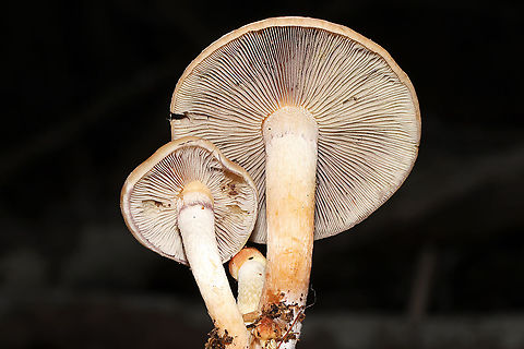 Brick Cap (Hypholoma lateritium) Growing in moss near oak roots.
https://www.jungledragon.com/image/108538/brick_cap_hypholoma_lateritium.html Brick cap,Geotagged,Hypholoma lateritium,United States,Winter
