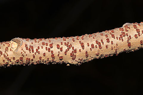 Nectria sp. On a small branch at a dense mixed forest edge.
https://www.jungledragon.com/image/108547/unidentified_ascomycete_fungus.html Geotagged,United States,Winter