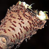 Nectria sp. On a small branch at a dense mixed forest edge.<br />
https://www.jungledragon.com/image/108546/unidentified_ascomycete_fungus.html Geotagged,United States,Winter