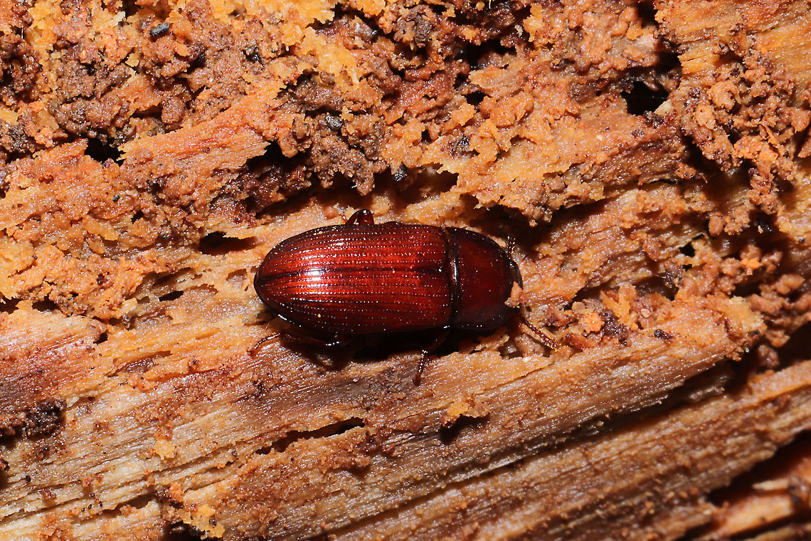 Uloma punctulata In a highly rotted log in a dense mixed forest. Not sure of this genus-level ID. I'm assuming some sort of Tenebrionid though.<br />
<br />
This might be a GA first (at least it is on iNaturalist)! Seems to be a pretty rare sight:<br />
<a href="https://www.inaturalist.org/taxa/492890-Uloma-punctulata" rel="nofollow">https://www.inaturalist.org/taxa/492890-Uloma-punctulata</a><br />
<br />
<figure class="photo"><a href="https://www.jungledragon.com/image/108618/uloma_punctulata.html" title="Uloma punctulata"><img src="https://s3.amazonaws.com/media.jungledragon.com/images/3231/108618_thumb.jpg?AWSAccessKeyId=05GMT0V3GWVNE7GGM1R2&Expires=1759968010&Signature=axIsAABmlfj6nXlaMWW8%2Flb3l6o%3D" width="200" height="134" alt="Uloma punctulata In a highly rotted log in a dense mixed forest. Not sure of this genus-level ID. I'm assuming some sort of Tenebrionid though. <br />
https://www.jungledragon.com/image/108617/uloma_punctulata.html<br />
https://www.jungledragon.com/image/108619/uloma_punctulata.html Geotagged,Uloma punctulata,United States,Winter" /></a></figure><br />
<figure class="photo"><a href="https://www.jungledragon.com/image/108619/uloma_punctulata.html" title="Uloma punctulata"><img src="https://s3.amazonaws.com/media.jungledragon.com/images/3231/108619_thumb.jpg?AWSAccessKeyId=05GMT0V3GWVNE7GGM1R2&Expires=1759968010&Signature=1K6%2B2srjMmCLhM4zvwVVfTCnucU%3D" width="200" height="134" alt="Uloma punctulata In a highly rotted log in a dense mixed forest. Not sure of this genus-level ID. I'm assuming some sort of Tenebrionid though. <br />
https://www.jungledragon.com/image/108617/uloma_punctulata.html<br />
https://www.jungledragon.com/image/108618/uloma_punctulata.html Geotagged,Uloma punctulata,United States,Winter" /></a></figure> Geotagged,Uloma punctulata,United States,Winter