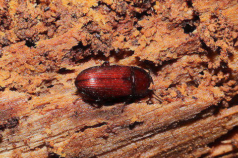 Uloma punctulata In a highly rotted log in a dense mixed forest. Not sure of this genus-level ID. I'm assuming some sort of Tenebrionid though.

This might be a GA first (at least it is on iNaturalist)! Seems to be a pretty rare sight:
https://www.inaturalist.org/taxa/492890-Uloma-punctulata

https://www.jungledragon.com/image/108618/uloma_punctulata.html
https://www.jungledragon.com/image/108619/uloma_punctulata.html Geotagged,Uloma punctulata,United States,Winter