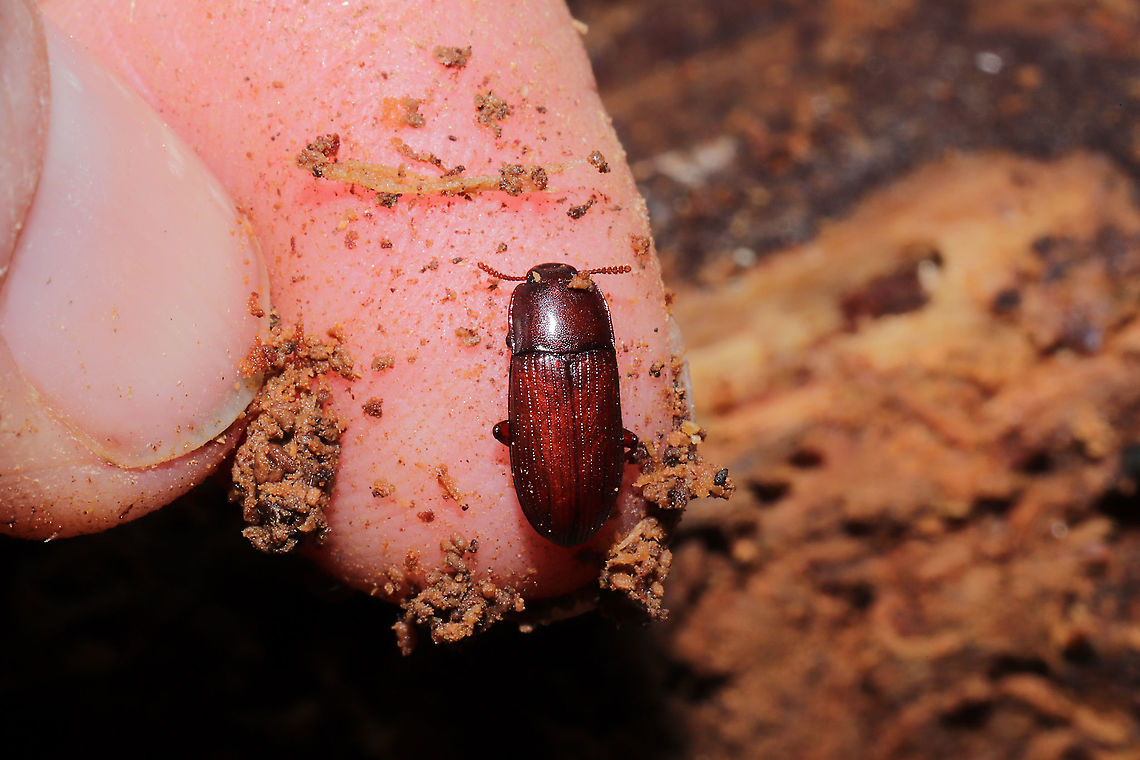 Uloma punctulata In a highly rotted log in a dense mixed forest. Not sure of this genus-level ID. I&#039;m assuming some sort of Tenebrionid though. <br />
<figure class="photo"><a href="https://www.jungledragon.com/image/108617/uloma_punctulata.html" title="Uloma punctulata"><img src="https://s3.amazonaws.com/media.jungledragon.com/images/3231/108617_thumb.jpg?AWSAccessKeyId=05GMT0V3GWVNE7GGM1R2&Expires=1767225610&Signature=HHnyYFD8mm5lCUY6dQKzvKLgXzM%3D" width="200" height="134" alt="Uloma punctulata In a highly rotted log in a dense mixed forest. Not sure of this genus-level ID. I&#039;m assuming some sort of Tenebrionid though.<br />
<br />
This might be a GA first (at least it is on iNaturalist)! Seems to be a pretty rare sight:<br />
https://www.inaturalist.org/taxa/492890-Uloma-punctulata<br />
<br />
https://www.jungledragon.com/image/108618/uloma_punctulata.html<br />
https://www.jungledragon.com/image/108619/uloma_punctulata.html Geotagged,Uloma punctulata,United States,Winter" /></a></figure><br />
<figure class="photo"><a href="https://www.jungledragon.com/image/108619/uloma_punctulata.html" title="Uloma punctulata"><img src="https://s3.amazonaws.com/media.jungledragon.com/images/3231/108619_thumb.jpg?AWSAccessKeyId=05GMT0V3GWVNE7GGM1R2&Expires=1767225610&Signature=Kk%2F26vNCl1fLl3rKtBOT4s%2Fg9dY%3D" width="200" height="134" alt="Uloma punctulata In a highly rotted log in a dense mixed forest. Not sure of this genus-level ID. I&#039;m assuming some sort of Tenebrionid though. <br />
https://www.jungledragon.com/image/108617/uloma_punctulata.html<br />
https://www.jungledragon.com/image/108618/uloma_punctulata.html Geotagged,Uloma punctulata,United States,Winter" /></a></figure> Geotagged,Uloma punctulata,United States,Winter