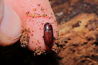Uloma punctulata In a highly rotted log in a dense mixed forest. Not sure of this genus-level ID. I'm assuming some sort of Tenebrionid though. <br />
https://www.jungledragon.com/image/108617/uloma_punctulata.html<br />
https://www.jungledragon.com/image/108619/uloma_punctulata.html Geotagged,Uloma punctulata,United States,Winter
