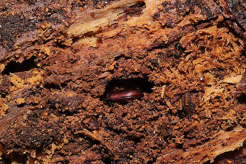 Uloma punctulata In a highly rotted log in a dense mixed forest. Not sure of this genus-level ID. I'm assuming some sort of Tenebrionid though. 
https://www.jungledragon.com/image/108617/uloma_punctulata.html
https://www.jungledragon.com/image/108618/uloma_punctulata.html Geotagged,Uloma punctulata,United States,Winter