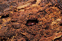 Uloma punctulata In a highly rotted log in a dense mixed forest. Not sure of this genus-level ID. I'm assuming some sort of Tenebrionid though. <br />
https://www.jungledragon.com/image/108617/uloma_punctulata.html<br />
https://www.jungledragon.com/image/108618/uloma_punctulata.html Geotagged,Uloma punctulata,United States,Winter