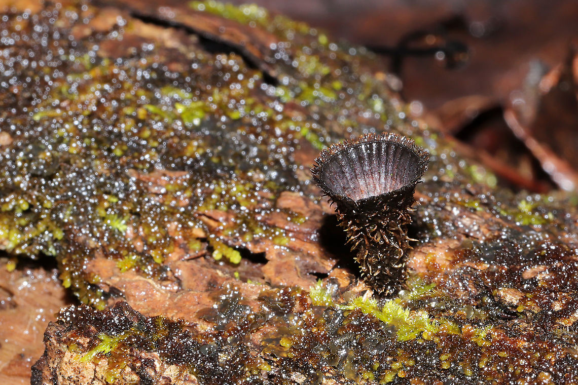 Fluted Bird's Nest (Cyathus striatus) Growing on highly rotted wood in a moist mixed forest valley.<br />
<figure class="photo"><a href="https://www.jungledragon.com/image/108785/fluted_birds_nest_cyathus_striatus.html" title="Fluted Bird&#039;s Nest (Cyathus striatus)"><img src="https://s3.amazonaws.com/media.jungledragon.com/images/3231/108785_thumb.jpg?AWSAccessKeyId=05GMT0V3GWVNE7GGM1R2&Expires=1759968010&Signature=37rLrOcnDez0rILuEsfHuRQvNIM%3D" width="200" height="200" alt="Fluted Bird&#039;s Nest (Cyathus striatus) Growing on highly rotted wood in a moist mixed forest valley.<br />
https://www.jungledragon.com/image/108787/fluted_birds_nest_cyathus_striatus.html<br />
https://www.jungledragon.com/image/108786/fluted_birds_nest_cyathus_striatus.html<br />
https://www.jungledragon.com/image/108784/fluted_birds_nest_cyathus_striatus.html Cyathus striatus,Fluted bird&#039;s nest,Geotagged,United States,Winter" /></a></figure><br />
<figure class="photo"><a href="https://www.jungledragon.com/image/108786/fluted_birds_nest_cyathus_striatus.html" title="Fluted Bird&#039;s Nest (Cyathus striatus)"><img src="https://s3.amazonaws.com/media.jungledragon.com/images/3231/108786_thumb.jpg?AWSAccessKeyId=05GMT0V3GWVNE7GGM1R2&Expires=1759968010&Signature=MjRkN%2F8OevsWlr7m424xDJJkTeg%3D" width="200" height="134" alt="Fluted Bird&#039;s Nest (Cyathus striatus) Growing on highly rotted wood in a moist mixed forest valley. <br />
https://www.jungledragon.com/image/108785/fluted_birds_nest_cyathus_striatus.html<br />
https://www.jungledragon.com/image/108787/fluted_birds_nest_cyathus_striatus.html<br />
https://www.jungledragon.com/image/108784/fluted_birds_nest_cyathus_striatus.html Cyathus striatus,Fluted bird&#039;s nest,Geotagged,United States,Winter" /></a></figure><br />
<figure class="photo"><a href="https://www.jungledragon.com/image/108787/fluted_birds_nest_cyathus_striatus.html" title="Fluted Bird&#039;s Nest (Cyathus striatus)"><img src="https://s3.amazonaws.com/media.jungledragon.com/images/3231/108787_thumb.jpg?AWSAccessKeyId=05GMT0V3GWVNE7GGM1R2&Expires=1759968010&Signature=S%2BnVKDzC7z3gpAChWvDUV2kugZc%3D" width="200" height="134" alt="Fluted Bird&#039;s Nest (Cyathus striatus) Growing on highly rotted wood in a moist mixed forest valley. <br />
https://www.jungledragon.com/image/108785/fluted_birds_nest_cyathus_striatus.html<br />
https://www.jungledragon.com/image/108786/fluted_birds_nest_cyathus_striatus.html<br />
https://www.jungledragon.com/image/108784/fluted_birds_nest_cyathus_striatus.html<br />
 Cyathus striatus,Fluted bird&#039;s nest,Geotagged,United States,Winter" /></a></figure> Cyathus striatus,Fluted bird's nest,Geotagged,United States,Winter