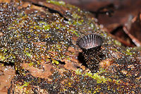 Fluted Bird's Nest (Cyathus striatus) Growing on highly rotted wood in a moist mixed forest valley.<br />
https://www.jungledragon.com/image/108785/fluted_birds_nest_cyathus_striatus.html<br />
https://www.jungledragon.com/image/108786/fluted_birds_nest_cyathus_striatus.html<br />
https://www.jungledragon.com/image/108787/fluted_birds_nest_cyathus_striatus.html Cyathus striatus,Fluted bird's nest,Geotagged,United States,Winter
