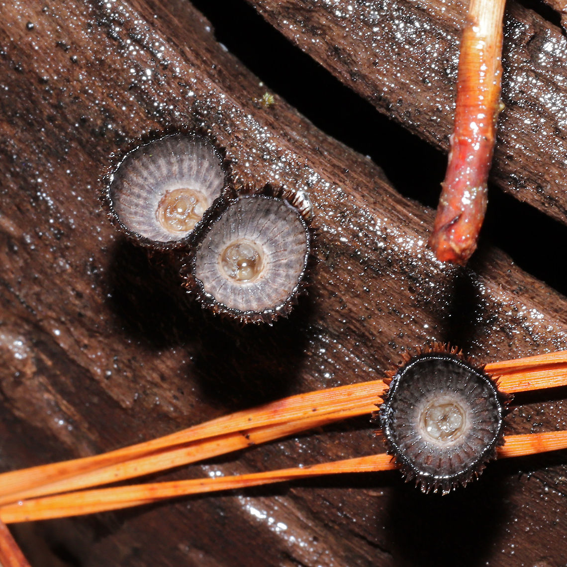 Fluted Bird's Nest (Cyathus striatus) Growing on highly rotted wood in a moist mixed forest valley.<br />
<figure class="photo"><a href="https://www.jungledragon.com/image/108787/fluted_birds_nest_cyathus_striatus.html" title="Fluted Bird&#039;s Nest (Cyathus striatus)"><img src="https://s3.amazonaws.com/media.jungledragon.com/images/3231/108787_thumb.jpg?AWSAccessKeyId=05GMT0V3GWVNE7GGM1R2&Expires=1759968010&Signature=S%2BnVKDzC7z3gpAChWvDUV2kugZc%3D" width="200" height="134" alt="Fluted Bird&#039;s Nest (Cyathus striatus) Growing on highly rotted wood in a moist mixed forest valley. <br />
https://www.jungledragon.com/image/108785/fluted_birds_nest_cyathus_striatus.html<br />
https://www.jungledragon.com/image/108786/fluted_birds_nest_cyathus_striatus.html<br />
https://www.jungledragon.com/image/108784/fluted_birds_nest_cyathus_striatus.html<br />
 Cyathus striatus,Fluted bird&#039;s nest,Geotagged,United States,Winter" /></a></figure><br />
<figure class="photo"><a href="https://www.jungledragon.com/image/108786/fluted_birds_nest_cyathus_striatus.html" title="Fluted Bird&#039;s Nest (Cyathus striatus)"><img src="https://s3.amazonaws.com/media.jungledragon.com/images/3231/108786_thumb.jpg?AWSAccessKeyId=05GMT0V3GWVNE7GGM1R2&Expires=1759968010&Signature=MjRkN%2F8OevsWlr7m424xDJJkTeg%3D" width="200" height="134" alt="Fluted Bird&#039;s Nest (Cyathus striatus) Growing on highly rotted wood in a moist mixed forest valley. <br />
https://www.jungledragon.com/image/108785/fluted_birds_nest_cyathus_striatus.html<br />
https://www.jungledragon.com/image/108787/fluted_birds_nest_cyathus_striatus.html<br />
https://www.jungledragon.com/image/108784/fluted_birds_nest_cyathus_striatus.html Cyathus striatus,Fluted bird&#039;s nest,Geotagged,United States,Winter" /></a></figure><br />
<figure class="photo"><a href="https://www.jungledragon.com/image/108784/fluted_birds_nest_cyathus_striatus.html" title="Fluted Bird&#039;s Nest (Cyathus striatus)"><img src="https://s3.amazonaws.com/media.jungledragon.com/images/3231/108784_thumb.jpg?AWSAccessKeyId=05GMT0V3GWVNE7GGM1R2&Expires=1759968010&Signature=SZRfetSzDiC8OjExtkXgume7Xzk%3D" width="200" height="134" alt="Fluted Bird&#039;s Nest (Cyathus striatus) Growing on highly rotted wood in a moist mixed forest valley.<br />
https://www.jungledragon.com/image/108785/fluted_birds_nest_cyathus_striatus.html<br />
https://www.jungledragon.com/image/108786/fluted_birds_nest_cyathus_striatus.html<br />
https://www.jungledragon.com/image/108787/fluted_birds_nest_cyathus_striatus.html Cyathus striatus,Fluted bird&#039;s nest,Geotagged,United States,Winter" /></a></figure> Cyathus striatus,Fluted bird's nest,Geotagged,United States,Winter