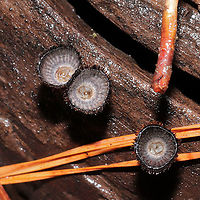 Fluted Bird's Nest (Cyathus striatus) Growing on highly rotted wood in a moist mixed forest valley.<br />
https://www.jungledragon.com/image/108787/fluted_birds_nest_cyathus_striatus.html<br />
https://www.jungledragon.com/image/108786/fluted_birds_nest_cyathus_striatus.html<br />
https://www.jungledragon.com/image/108784/fluted_birds_nest_cyathus_striatus.html Cyathus striatus,Fluted bird's nest,Geotagged,United States,Winter