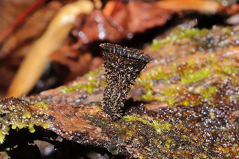 Fluted Bird's Nest (Cyathus striatus) Growing on highly rotted wood in a moist mixed forest valley. 
https://www.jungledragon.com/image/108785/fluted_birds_nest_cyathus_striatus.html
https://www.jungledragon.com/image/108787/fluted_birds_nest_cyathus_striatus.html
https://www.jungledragon.com/image/108784/fluted_birds_nest_cyathus_striatus.html Cyathus striatus,Fluted bird's nest,Geotagged,United States,Winter