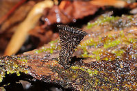 Fluted Bird's Nest (Cyathus striatus) Growing on highly rotted wood in a moist mixed forest valley. <br />
https://www.jungledragon.com/image/108785/fluted_birds_nest_cyathus_striatus.html<br />
https://www.jungledragon.com/image/108787/fluted_birds_nest_cyathus_striatus.html<br />
https://www.jungledragon.com/image/108784/fluted_birds_nest_cyathus_striatus.html Cyathus striatus,Fluted bird's nest,Geotagged,United States,Winter