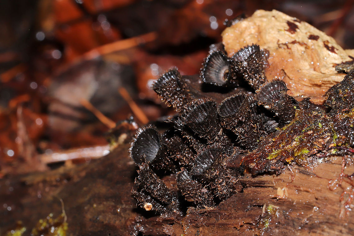 Fluted Bird's Nest (Cyathus striatus) Growing on highly rotted wood in a moist mixed forest valley. <br />
<figure class="photo"><a href="https://www.jungledragon.com/image/108785/fluted_birds_nest_cyathus_striatus.html" title="Fluted Bird&#039;s Nest (Cyathus striatus)"><img src="https://s3.amazonaws.com/media.jungledragon.com/images/3231/108785_thumb.jpg?AWSAccessKeyId=05GMT0V3GWVNE7GGM1R2&Expires=1759968010&Signature=37rLrOcnDez0rILuEsfHuRQvNIM%3D" width="200" height="200" alt="Fluted Bird&#039;s Nest (Cyathus striatus) Growing on highly rotted wood in a moist mixed forest valley.<br />
https://www.jungledragon.com/image/108787/fluted_birds_nest_cyathus_striatus.html<br />
https://www.jungledragon.com/image/108786/fluted_birds_nest_cyathus_striatus.html<br />
https://www.jungledragon.com/image/108784/fluted_birds_nest_cyathus_striatus.html Cyathus striatus,Fluted bird&#039;s nest,Geotagged,United States,Winter" /></a></figure><br />
<figure class="photo"><a href="https://www.jungledragon.com/image/108786/fluted_birds_nest_cyathus_striatus.html" title="Fluted Bird&#039;s Nest (Cyathus striatus)"><img src="https://s3.amazonaws.com/media.jungledragon.com/images/3231/108786_thumb.jpg?AWSAccessKeyId=05GMT0V3GWVNE7GGM1R2&Expires=1759968010&Signature=MjRkN%2F8OevsWlr7m424xDJJkTeg%3D" width="200" height="134" alt="Fluted Bird&#039;s Nest (Cyathus striatus) Growing on highly rotted wood in a moist mixed forest valley. <br />
https://www.jungledragon.com/image/108785/fluted_birds_nest_cyathus_striatus.html<br />
https://www.jungledragon.com/image/108787/fluted_birds_nest_cyathus_striatus.html<br />
https://www.jungledragon.com/image/108784/fluted_birds_nest_cyathus_striatus.html Cyathus striatus,Fluted bird&#039;s nest,Geotagged,United States,Winter" /></a></figure><br />
<figure class="photo"><a href="https://www.jungledragon.com/image/108784/fluted_birds_nest_cyathus_striatus.html" title="Fluted Bird&#039;s Nest (Cyathus striatus)"><img src="https://s3.amazonaws.com/media.jungledragon.com/images/3231/108784_thumb.jpg?AWSAccessKeyId=05GMT0V3GWVNE7GGM1R2&Expires=1759968010&Signature=SZRfetSzDiC8OjExtkXgume7Xzk%3D" width="200" height="134" alt="Fluted Bird&#039;s Nest (Cyathus striatus) Growing on highly rotted wood in a moist mixed forest valley.<br />
https://www.jungledragon.com/image/108785/fluted_birds_nest_cyathus_striatus.html<br />
https://www.jungledragon.com/image/108786/fluted_birds_nest_cyathus_striatus.html<br />
https://www.jungledragon.com/image/108787/fluted_birds_nest_cyathus_striatus.html Cyathus striatus,Fluted bird&#039;s nest,Geotagged,United States,Winter" /></a></figure><br />
 Cyathus striatus,Fluted bird's nest,Geotagged,United States,Winter
