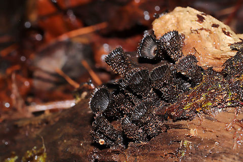 Fluted Bird's Nest (Cyathus striatus) Growing on highly rotted wood in a moist mixed forest valley. 
https://www.jungledragon.com/image/108785/fluted_birds_nest_cyathus_striatus.html
https://www.jungledragon.com/image/108786/fluted_birds_nest_cyathus_striatus.html
https://www.jungledragon.com/image/108784/fluted_birds_nest_cyathus_striatus.html
 Cyathus striatus,Fluted bird's nest,Geotagged,United States,Winter