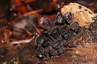 Fluted Bird's Nest (Cyathus striatus) Growing on highly rotted wood in a moist mixed forest valley. <br />
https://www.jungledragon.com/image/108785/fluted_birds_nest_cyathus_striatus.html<br />
https://www.jungledragon.com/image/108786/fluted_birds_nest_cyathus_striatus.html<br />
https://www.jungledragon.com/image/108784/fluted_birds_nest_cyathus_striatus.html<br />
 Cyathus striatus,Fluted bird's nest,Geotagged,United States,Winter