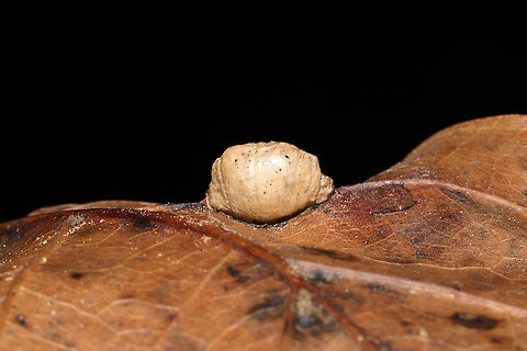 Vein Pocket Galls (Macrodiplosis majalis) on Scarlet Oak (Quercus coccinea) Galls growing on the veins of the underside of an oak leaf. Geotagged,Macrodiplosis majalis,United States,Winter