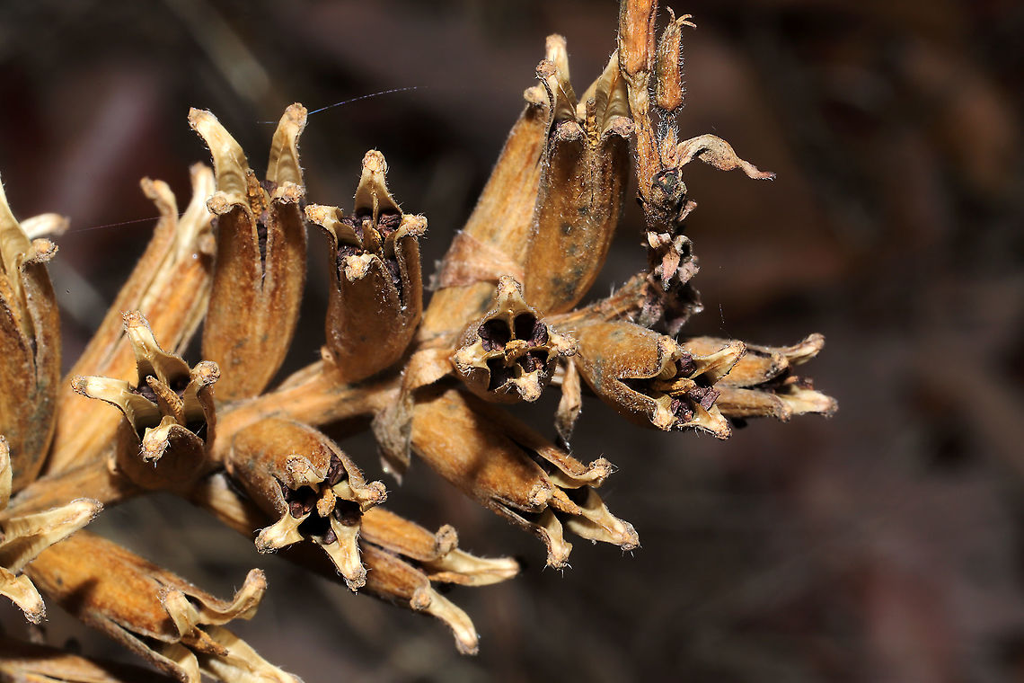 Common Evening-Primrose Seed Heads (Oenothera biennis) At a disturbed forest edge. Evening star,Geotagged,Oenothera biennis,United States,Winter