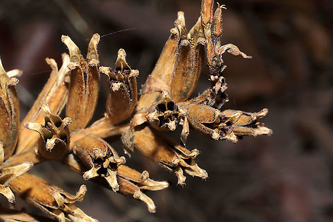 Common Evening-Primrose Seed Heads (Oenothera biennis) At a disturbed forest edge. Evening star,Geotagged,Oenothera biennis,United States,Winter