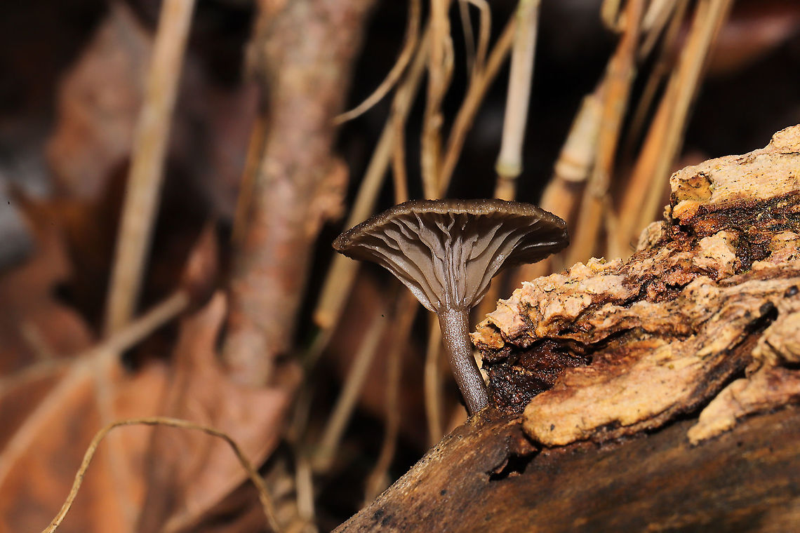 Arrhenia epichysium Growing on highly rotted wood on a forested trail.<br />
<figure class="photo"><a href="https://www.jungledragon.com/image/108978/arrhenia_epichysium.html" title="Arrhenia epichysium"><img src="https://s3.amazonaws.com/media.jungledragon.com/images/3231/108978_thumb.jpg?AWSAccessKeyId=05GMT0V3GWVNE7GGM1R2&Expires=1767225610&Signature=LzfmQblA4nOMGe0%2Fpcqpw%2FMQWn8%3D" width="200" height="134" alt="Arrhenia epichysium Growing on highly rotted wood on a forested trail.<br />
https://www.jungledragon.com/image/108977/arrhenia_epichysium.html<br />
https://www.jungledragon.com/image/108979/arrhenia_epichysium.html Arrhenia epichysium,Fall,Geotagged,United States" /></a></figure><br />
<figure class="photo"><a href="https://www.jungledragon.com/image/108979/arrhenia_epichysium.html" title="Arrhenia epichysium"><img src="https://s3.amazonaws.com/media.jungledragon.com/images/3231/108979_thumb.jpg?AWSAccessKeyId=05GMT0V3GWVNE7GGM1R2&Expires=1767225610&Signature=yQeUVYTrOPogGMIGsuRiCgrAqow%3D" width="200" height="134" alt="Arrhenia epichysium Growing on highly rotted wood on a forested trail. <br />
https://www.jungledragon.com/image/108977/arrhenia_epichysium.html<br />
https://www.jungledragon.com/image/108978/arrhenia_epichysium.html Arrhenia epichysium,Fall,Geotagged,United States" /></a></figure><br />
 Arrhenia epichysium,Fall,Geotagged,United States
