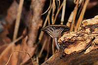 Arrhenia epichysium Growing on highly rotted wood on a forested trail.<br />
https://www.jungledragon.com/image/108978/arrhenia_epichysium.html<br />
https://www.jungledragon.com/image/108979/arrhenia_epichysium.html<br />
 Arrhenia epichysium,Fall,Geotagged,United States