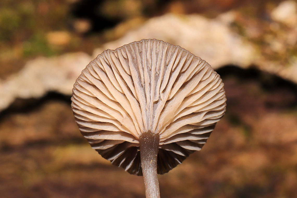 Arrhenia epichysium Growing on highly rotted wood on a forested trail.<br />
<figure class="photo"><a href="https://www.jungledragon.com/image/108977/arrhenia_epichysium.html" title="Arrhenia epichysium"><img src="https://s3.amazonaws.com/media.jungledragon.com/images/3231/108977_thumb.jpg?AWSAccessKeyId=05GMT0V3GWVNE7GGM1R2&Expires=1767225610&Signature=gAHnuRhqYl9F1RPkmo00rp7k5lM%3D" width="200" height="134" alt="Arrhenia epichysium Growing on highly rotted wood on a forested trail.<br />
https://www.jungledragon.com/image/108978/arrhenia_epichysium.html<br />
https://www.jungledragon.com/image/108979/arrhenia_epichysium.html<br />
 Arrhenia epichysium,Fall,Geotagged,United States" /></a></figure><br />
<figure class="photo"><a href="https://www.jungledragon.com/image/108979/arrhenia_epichysium.html" title="Arrhenia epichysium"><img src="https://s3.amazonaws.com/media.jungledragon.com/images/3231/108979_thumb.jpg?AWSAccessKeyId=05GMT0V3GWVNE7GGM1R2&Expires=1767225610&Signature=yQeUVYTrOPogGMIGsuRiCgrAqow%3D" width="200" height="134" alt="Arrhenia epichysium Growing on highly rotted wood on a forested trail. <br />
https://www.jungledragon.com/image/108977/arrhenia_epichysium.html<br />
https://www.jungledragon.com/image/108978/arrhenia_epichysium.html Arrhenia epichysium,Fall,Geotagged,United States" /></a></figure> Arrhenia epichysium,Fall,Geotagged,United States