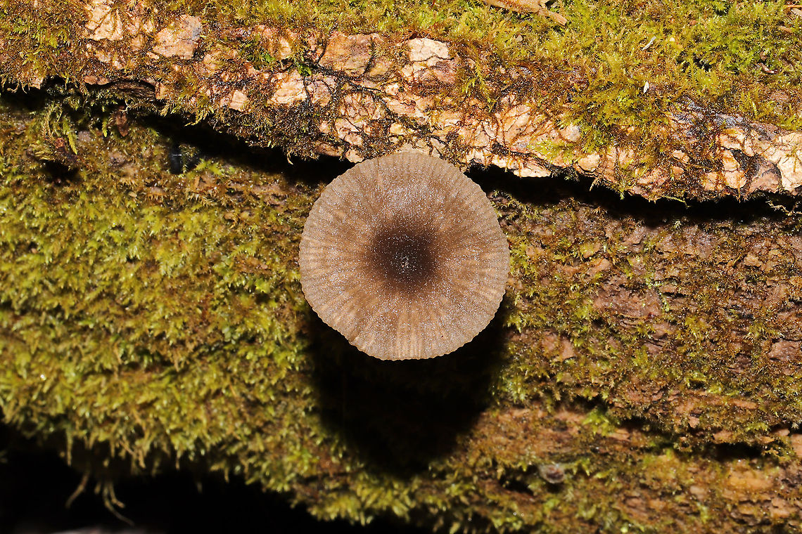 Arrhenia epichysium Growing on highly rotted wood on a forested trail. <br />
<figure class="photo"><a href="https://www.jungledragon.com/image/108977/arrhenia_epichysium.html" title="Arrhenia epichysium"><img src="https://s3.amazonaws.com/media.jungledragon.com/images/3231/108977_thumb.jpg?AWSAccessKeyId=05GMT0V3GWVNE7GGM1R2&Expires=1759968010&Signature=cI9Q%2B1KHJKKLvXDzCogODljyAG8%3D" width="200" height="134" alt="Arrhenia epichysium Growing on highly rotted wood on a forested trail.<br />
https://www.jungledragon.com/image/108978/arrhenia_epichysium.html<br />
https://www.jungledragon.com/image/108979/arrhenia_epichysium.html<br />
 Arrhenia epichysium,Fall,Geotagged,United States" /></a></figure><br />
<figure class="photo"><a href="https://www.jungledragon.com/image/108978/arrhenia_epichysium.html" title="Arrhenia epichysium"><img src="https://s3.amazonaws.com/media.jungledragon.com/images/3231/108978_thumb.jpg?AWSAccessKeyId=05GMT0V3GWVNE7GGM1R2&Expires=1759968010&Signature=ahwPqMYoFwUq1B22rRz5By8A2%2BQ%3D" width="200" height="134" alt="Arrhenia epichysium Growing on highly rotted wood on a forested trail.<br />
https://www.jungledragon.com/image/108977/arrhenia_epichysium.html<br />
https://www.jungledragon.com/image/108979/arrhenia_epichysium.html Arrhenia epichysium,Fall,Geotagged,United States" /></a></figure> Arrhenia epichysium,Fall,Geotagged,United States