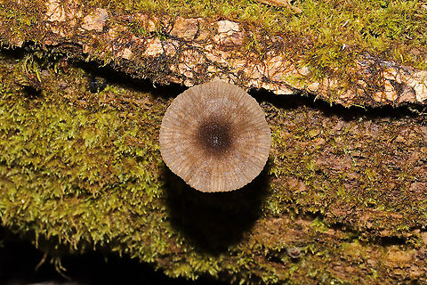 Arrhenia epichysium Growing on highly rotted wood on a forested trail. 
https://www.jungledragon.com/image/108977/arrhenia_epichysium.html
https://www.jungledragon.com/image/108978/arrhenia_epichysium.html Arrhenia epichysium,Fall,Geotagged,United States