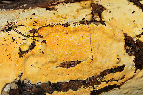 Perenniporia tenuis var. pulchella Growing on the underside of a hardwood log near the edge of a dense mixed forest.
 Fall,Geotagged,Perenniporia tenuis,United States