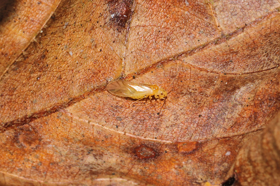 Valenzuela flavidus? In leaf litter (mostly hickory and oak) at a dense mixed forest edge.<br />
 Fall,Geotagged,United States,Valenzuela flavidus