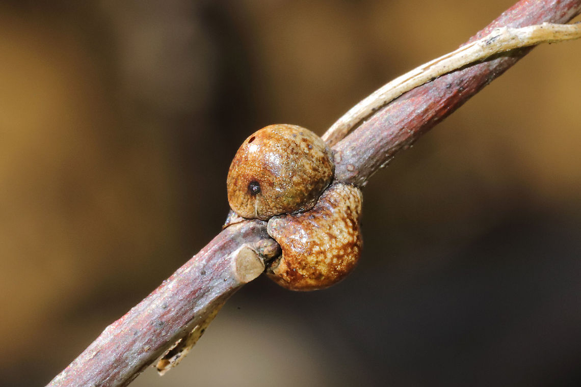 Calico Scale (Eulecanium cerasorum) "Past season" dead females on a Liriodendron tulipifera sapling at a mixed forest edge.<br />
<figure class="photo"><a href="https://www.jungledragon.com/image/109485/calico_scale_eulecanium_cerasorum.html" title="Calico Scale (Eulecanium cerasorum)"><img src="https://s3.amazonaws.com/media.jungledragon.com/images/3231/109485_thumb.jpg?AWSAccessKeyId=05GMT0V3GWVNE7GGM1R2&Expires=1770854410&Signature=eIJ0yf9O93yeBk%2FXKJ9ZRjZDoRQ%3D" width="200" height="134" alt="Calico Scale (Eulecanium cerasorum) "Past season" dead females on a Liriodendron tulipifera sapling at a mixed forest edge.<br />
https://www.jungledragon.com/image/109484/calico_scale_eulecanium_cerasorum.html Eulecanium cerasorum,Geotagged,United States,Winter" /></a></figure> Eulecanium cerasorum,Geotagged,United States,Winter