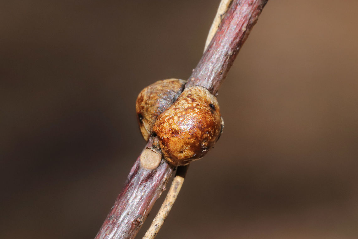 Calico Scale (Eulecanium cerasorum) &quot;Past season&quot; dead females on a Liriodendron tulipifera sapling at a mixed forest edge.<br />
<figure class="photo"><a href="https://www.jungledragon.com/image/109484/calico_scale_eulecanium_cerasorum.html" title="Calico Scale (Eulecanium cerasorum)"><img src="https://s3.amazonaws.com/media.jungledragon.com/images/3231/109484_thumb.jpg?AWSAccessKeyId=05GMT0V3GWVNE7GGM1R2&Expires=1759968010&Signature=fjKKQxbezgS9Zxlw4rj7GJlHAxw%3D" width="200" height="134" alt="Calico Scale (Eulecanium cerasorum) &quot;Past season&quot; dead females on a Liriodendron tulipifera sapling at a mixed forest edge.<br />
https://www.jungledragon.com/image/109485/calico_scale_eulecanium_cerasorum.html Eulecanium cerasorum,Geotagged,United States,Winter" /></a></figure> Eulecanium cerasorum,Geotagged,United States,Winter