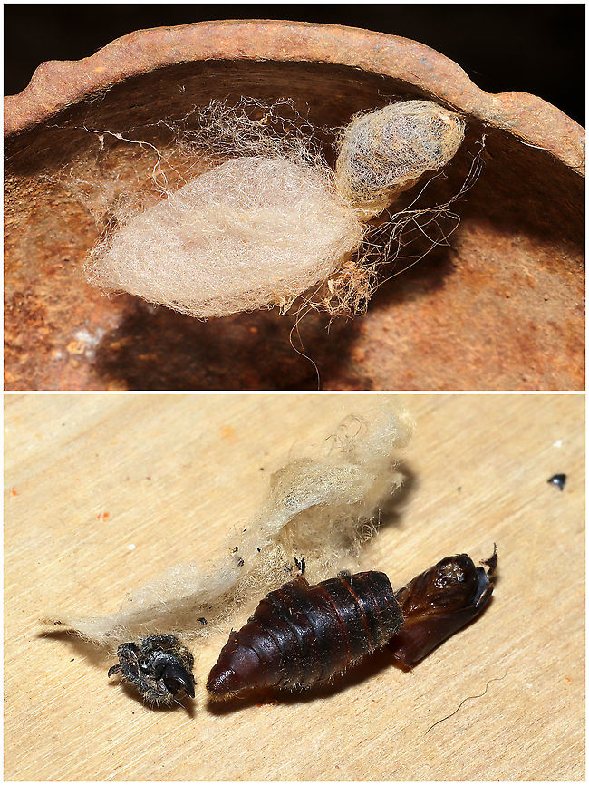 Two Moth Cocoons Two cocoons found under a sculpture on my front porch. One was empty and one had a surprise pupal case + caterpillar exuvia inside.  Geotagged,United States