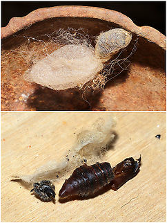 Two Moth Cocoons Two cocoons found under a sculpture on my front porch. One was empty and one had a surprise pupal case + caterpillar exuvia inside.  Geotagged,United States