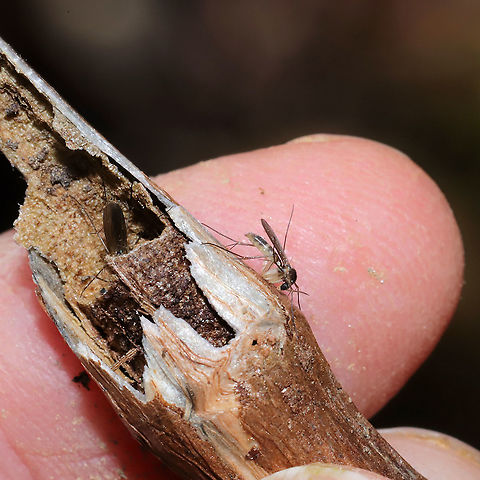 Fungus Gnats (Family Mycetophilidae) Several individuals overwintering in a jewelweed stem (bore holes nearby, possibly from a moth?).
 Geotagged,United States,Winter