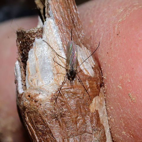 Fungus Gnats (Family Mycetophilidae) Several individuals overwintering in a jewelweed stem (bore holes nearby, possibly from a moth?) Geotagged,United States,Winter