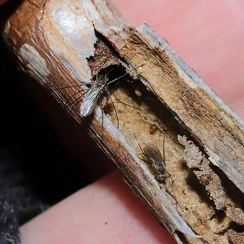 Fungus Gnats (Family Mycetophilidae) Several individuals overwintering in a jewelweed stem (bore holes nearby, possibly from a moth?)  Geotagged,United States,Winter