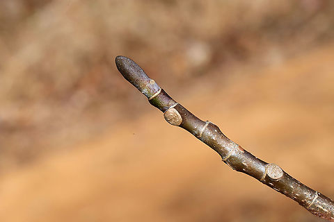 Tuliptree Bud (Liriodendron tulipifera) At a dense mixed forest edge.

Trying to learn some winter tree buds before Spring gets here! American tulip tree,Geotagged,Liriodendron tulipifera,United States,Winter