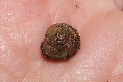 Shagreen (Inflectarius inflectus) Under a fallen hardwood branch in a moist valley/mixed forest understory.
I originally thought this was an old, worn Stenotrema barbigerum, but I just ran across this species and it is a much better match! Still tentative and waiting on other contributors to this ID.
https://www.jungledragon.com/image/109753/shagreen_inflectarius_inflectus.html Fall,Geotagged,Inflectarius inflectus,Shagreen,United States